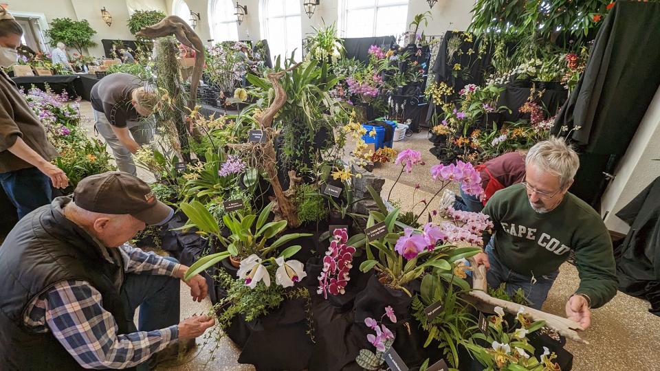 Orchid society members set up the floral displays Wednesday inside the Milton & Catherine Hershey Conservatory at Hershey Gardens for the show and sale Friday February 3 until Sunday February 5.
