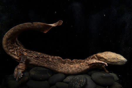 An Eastern Hellbender salamander swims in its enclosure at the Bronx Zoo in New York, U.S., April 18, 2017. Picture taken April 18, 2017. Julie Larsen Maher/Handout via Reuters