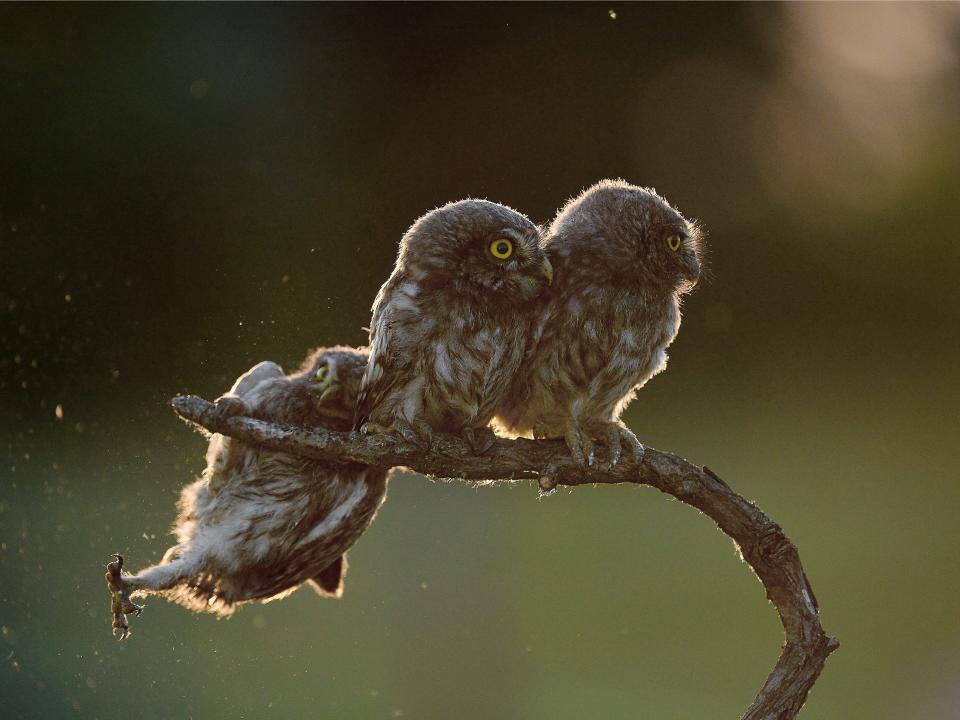 "Help" by Tibor Kercz. An owl slips off a branch.