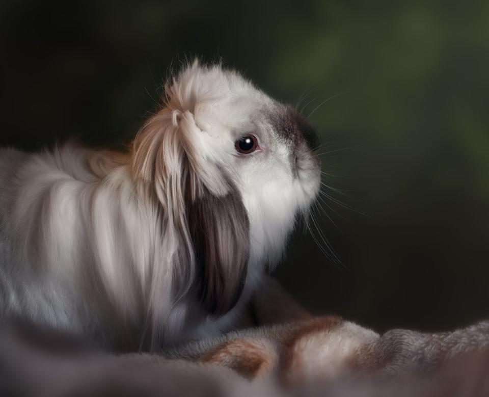 long haired white american fuzzy lop rabbit with brown ears in profile on a blanket