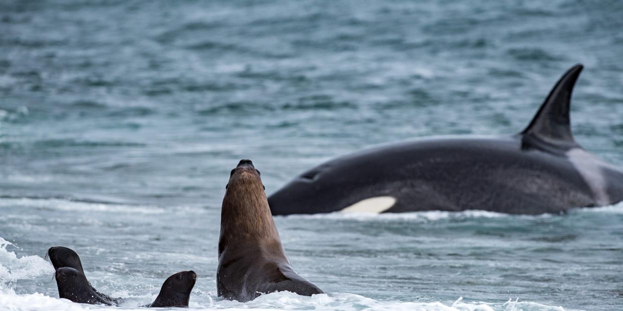 A killer whale is seen in the background and sea lions are shown in the foreground.