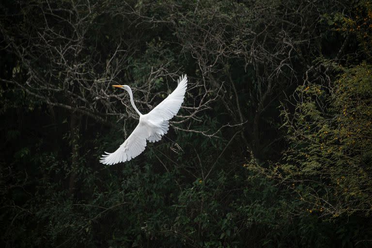 Una garza en el Parque Nacional Laguna El Palmar