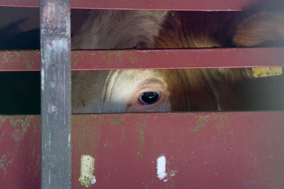 Auf einem Schlachthof wurden Tiere völlig unnötig gequält. Nun zieht McDonald’s Konsequenzen. (Symbolbild: Getty Images)
