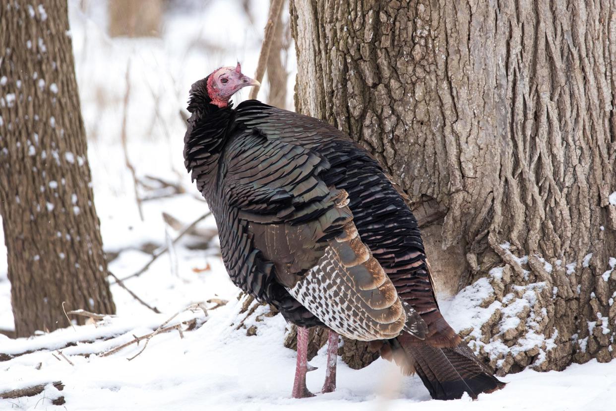 A wild turkey on a snowy day in the woods