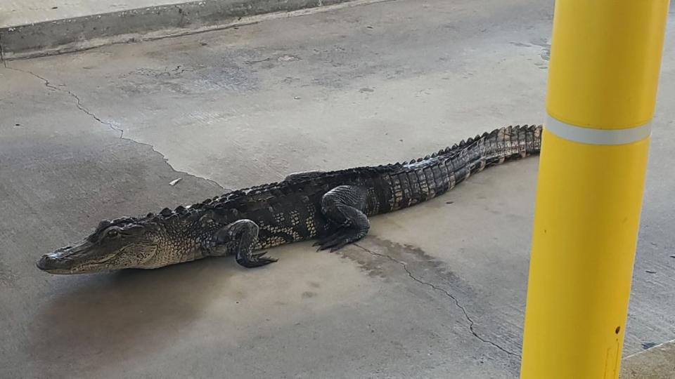 <div>An alligator was spotted in the drive-thru of an Addition Financial bank branch in Leesburg, Florida, last week. (Photo: Addition Financial)</div>