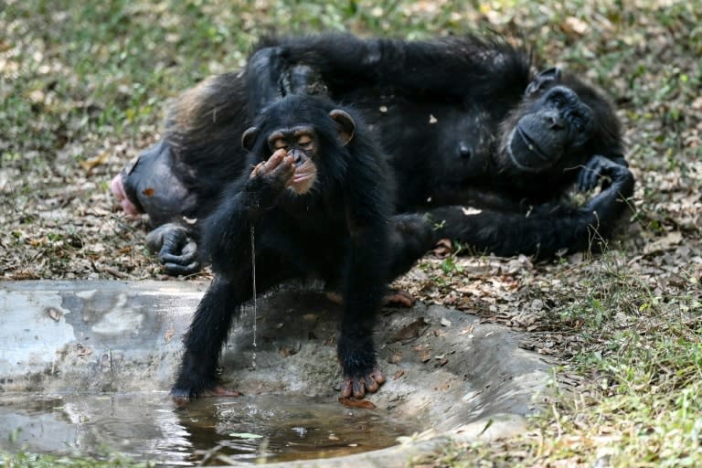 Un bebé chimpancé bebe agua para combatir el calor en el Parque Zoológico Arignar Anna, en la ciudad india de Chennai, el 30 de mayo de 2024 (R.Satish Babu)