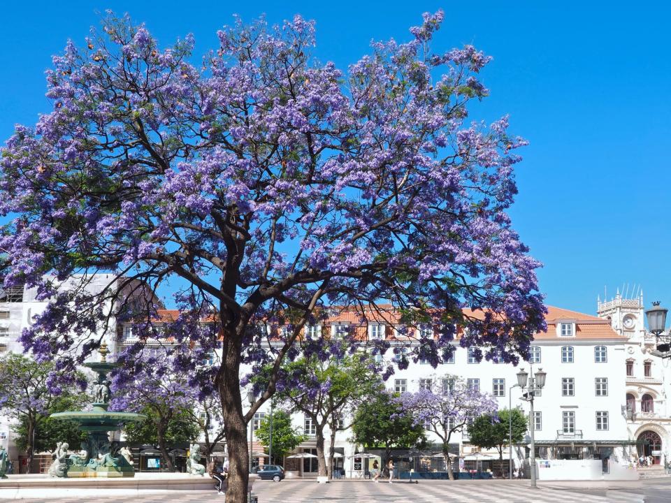 Beautiful Rossio square in Lisbon in summer with purple trees