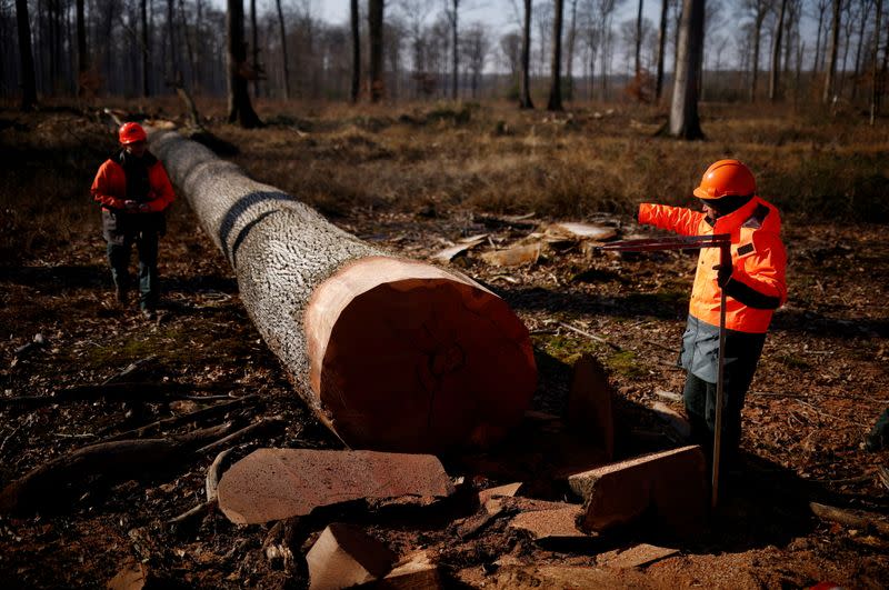 French forestry officials cut oak trees for use in Notre Dame de Paris Cathedral repairs