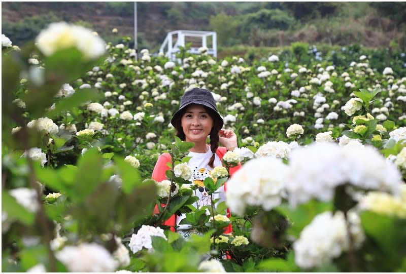 新北｜萬里高家繡球花季