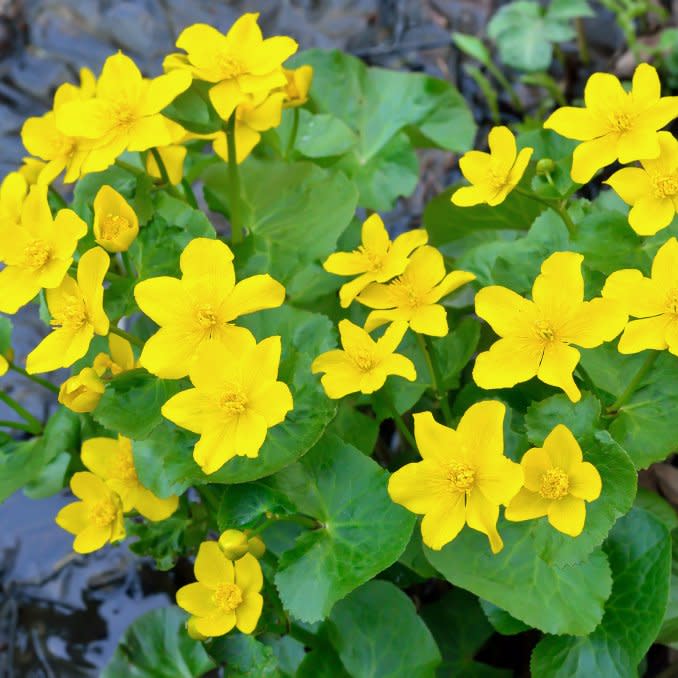  Yellow marsh marigold flowers. 