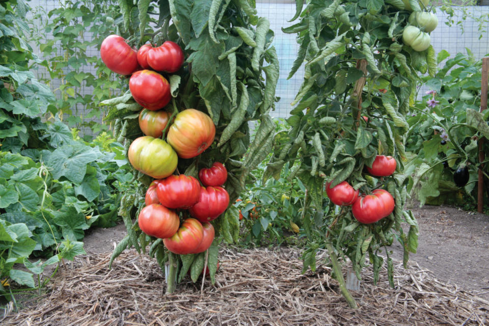 In this publicity photo provided by courtesy Ball Horticultural Co., side-by-side tests run by Ball Horticultural Co. show at least 50 percent higher yields from grafted tomato transplants, left, over non-grafted varieties, right, as seen here at Log House Plants Nursery, in Cottage Grove, O.R. That total varies somewhat depending upon garden and gardener but means more fruit or larger fruit. Grafted vegetables are expected to be a big hit in seed catalogs and retail stores next season. (AP Photo/Ball Horticultural Co., Robin Bachtler Cushman)