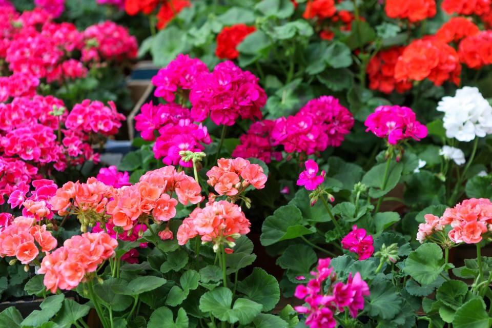 close up of geranium pelargonium flowers