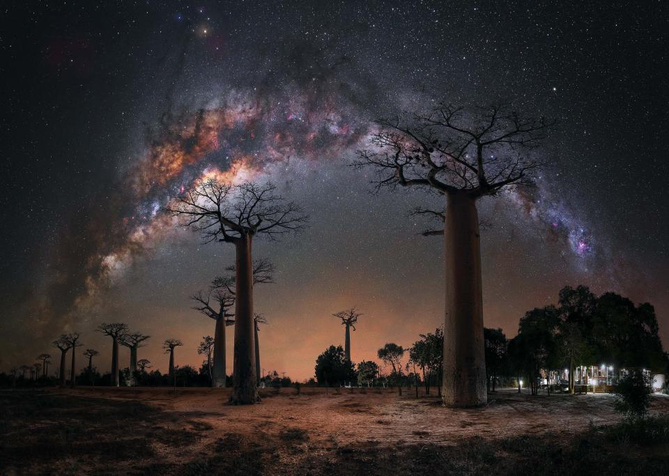 Night Under The Baobab Trees by Steffi Lieberman