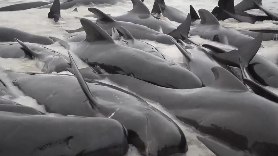 This image from a video, shows whales stranded on Cheynes Beach east of Albany, Australia Tuesday, July 25, 2023. Nearly 100 pilot whales stranded themselves on a beach in western Australia Tuesday, and about half had died by Wednesday morning, despite the efforts of wildlife experts and volunteers to save them. (Australian Broadcasting Corp. via AP)