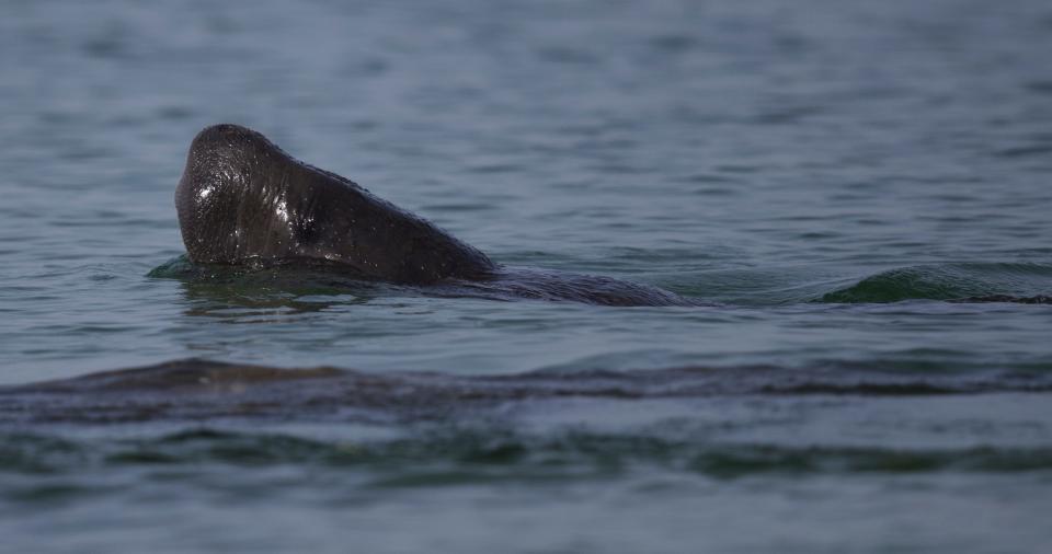 A group of manatees swim past beachgoers on Bonita Beach recently. 