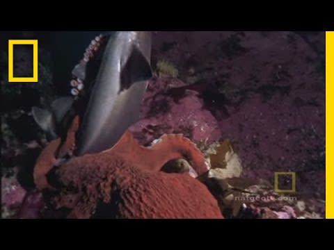 Giant Pacific Octopus vs. Spiny Dogfish Shark