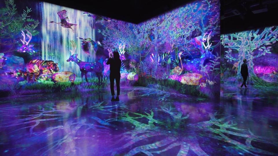 繼台場teamLab Borderless後，福岡teamLab Forest成為另一個常設展館。 