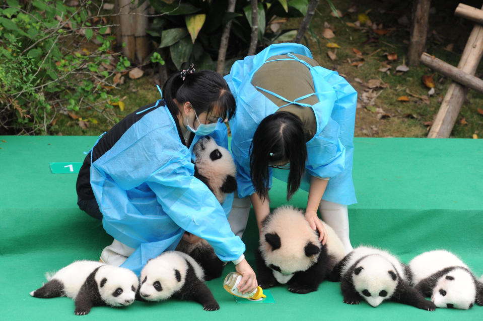 Panda cubs