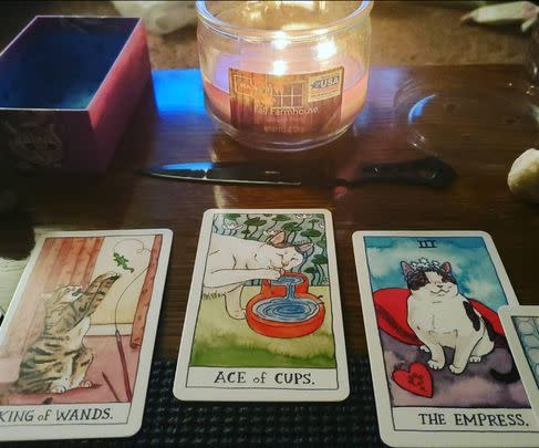 A set of cat-themed tarot cards