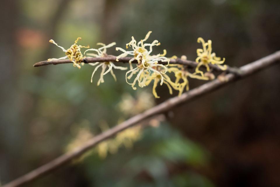 Witch Hazel blooms along a trail at Greenhaven Farm, owned by Bob Tobey and Donna Martin.