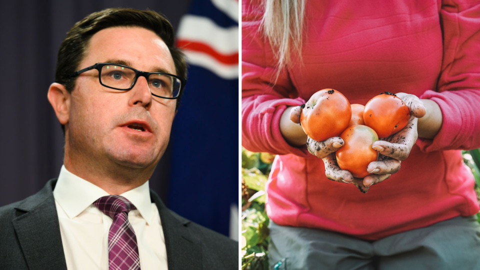 Agriculture Minister David Littleproud, close-up of farm worker on Australian farm holding three tomatoes. 