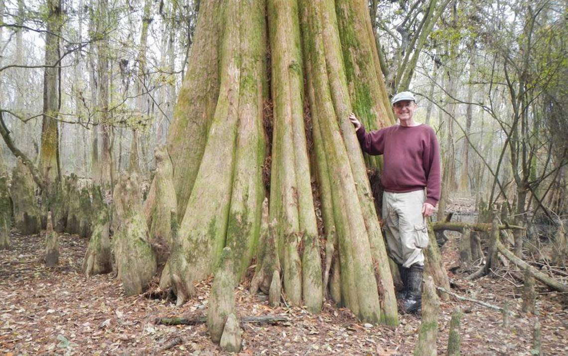 William Conner stands in front of the fluted trunk of a Bald Cypress in the lower section of the Congaree National Park.