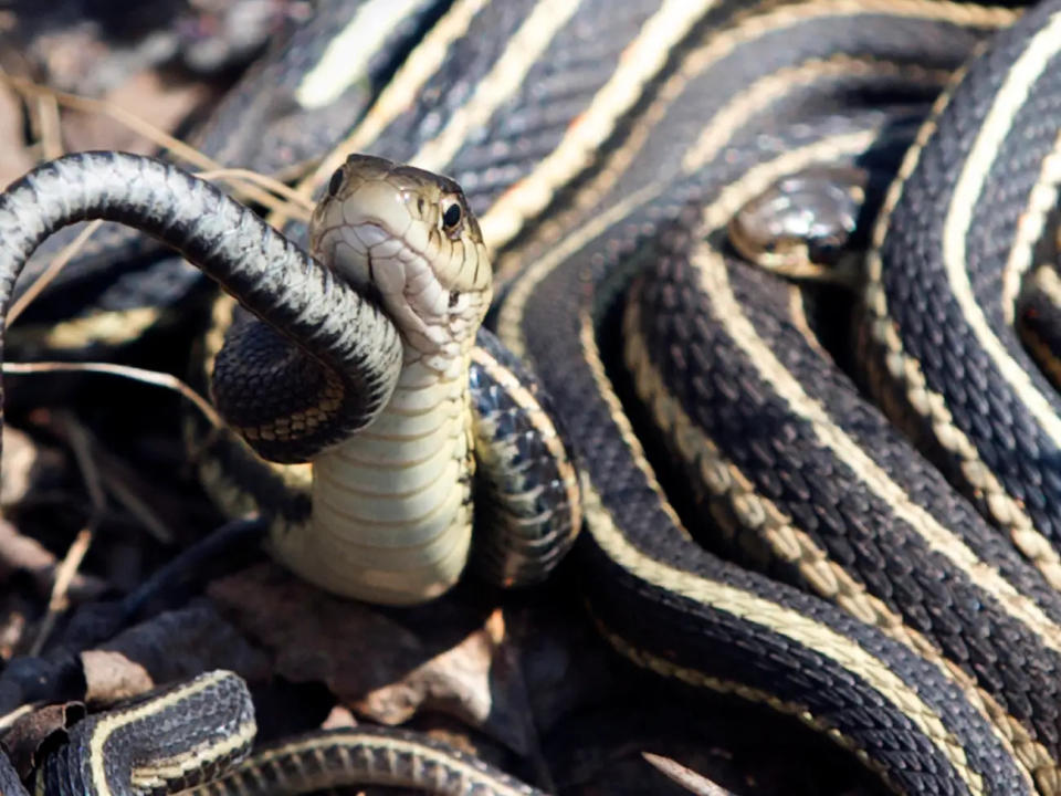 Eine Schlangenorgie in Manitoba, Kanada. - Copyright: Fred Greenslade/Reuters