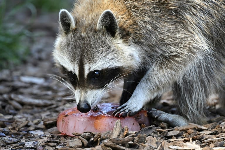 A racoon invaded the field in the MLS game between the <a class="link " href="https://sports.yahoo.com/soccer/teams/philadelphia/" data-i13n="sec:content-canvas;subsec:anchor_text;elm:context_link" data-ylk="slk:Philadelphia Union;sec:content-canvas;subsec:anchor_text;elm:context_link;itc:0">Philadelphia Union</a> and <a class="link " href="https://sports.yahoo.com/soccer/teams/new-york-city/" data-i13n="sec:content-canvas;subsec:anchor_text;elm:context_link" data-ylk="slk:New York City;sec:content-canvas;subsec:anchor_text;elm:context_link;itc:0">New York City</a> on Wednesday. (Frederick FLORIN)