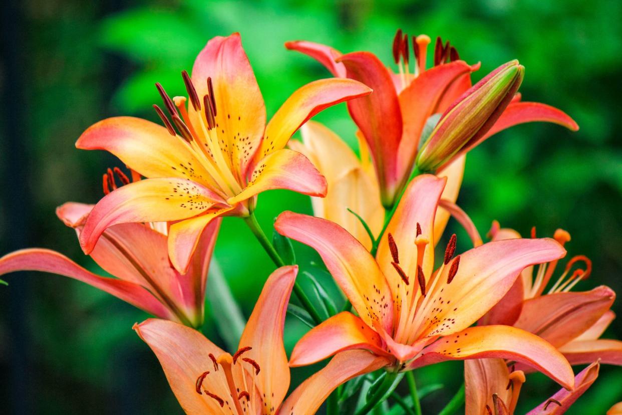 close up of day lily plant