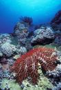 A Crown of Thorns seastar creeps across coral in the Bahamas.