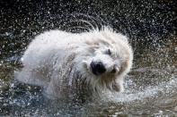 <p>Das Eisbärbaby Quintana schüttelt sich im Tierpark Hellabrunn in München nach einem Bad die Wassertropfen aus dem Fell. (Bild: Christian Bruna/EPA) </p>