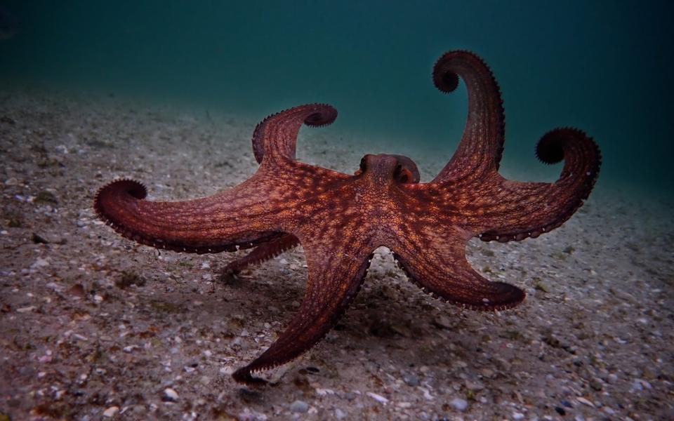 The healing octopus 