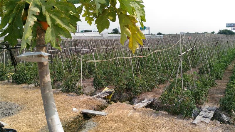 雲林縣番茄作物田懸掛番茄潛旋蛾性費洛蒙偵察點。（圖／防檢局提供）