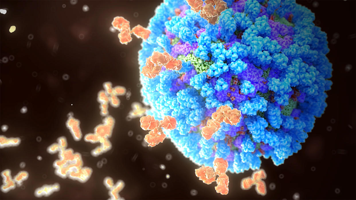  Illustration of orange y-shaped antibody proteins accumulating on a large blue and purple flu virus. 