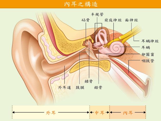 內耳的構造