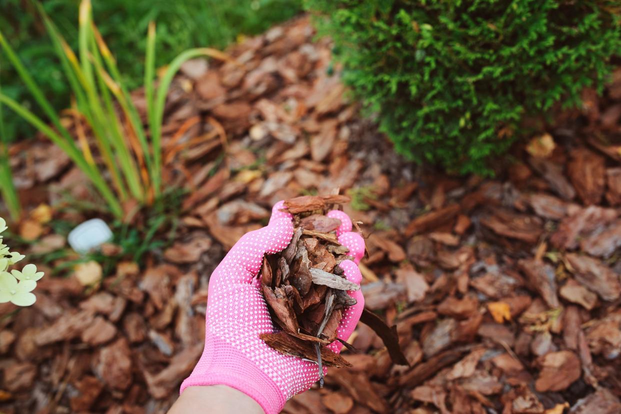 hand holding mulch with mulch garden bed in background