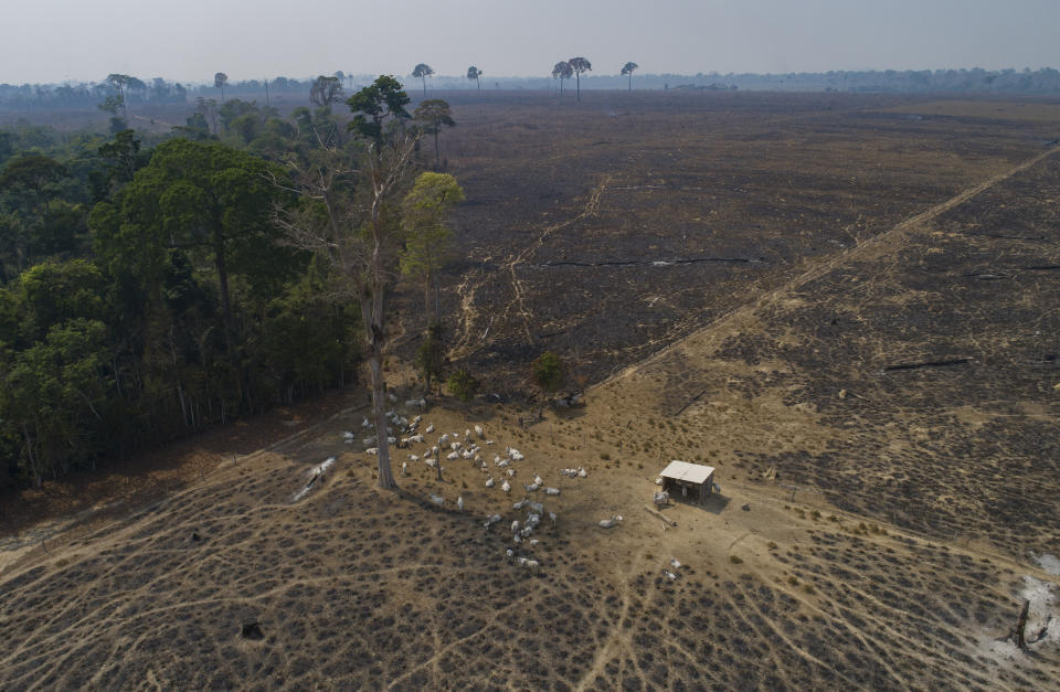 FILE - Cattle graze on land recently burned and deforested by cattle farmers near Novo Progresso, Para state, Brazil, on Aug. 23, 2020. The Amazon region has lost 10% of its native vegetation, mostly tropical rainforest, in almost four decades, an area roughly the size of Texas, a new report released Dec. 2, 2022, says. (AP Photo/Andre Penner, File)