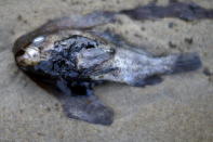 A fish covered in oil is seen along the coast of Refugio State Beach in Goleta May 20, 2015. REUTERS/Lucy Nicholson