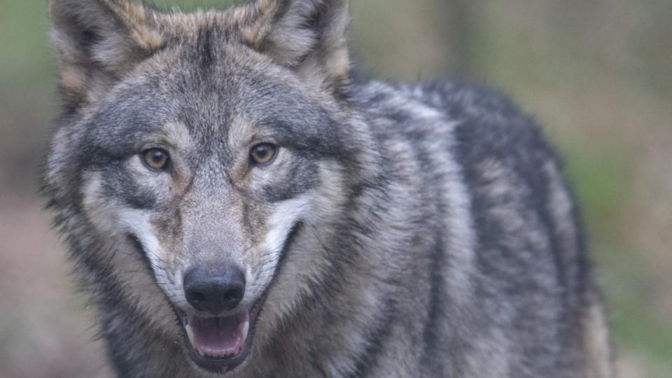 Wölfe können künftig nach Angriffen auf Nutztiere leichter abgeschossen werden.