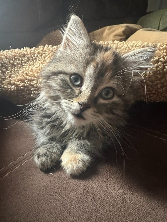 Resilient kitten regains vision after head trauma