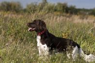 <p>Münsterländers were <a href="https://www.akc.org/dog-breeds/small-munsterlander-pointer/" rel="nofollow noopener" target="_blank" data-ylk="slk:developed in Germany as a new breed of pointers;elm:context_link;itc:0;sec:content-canvas" class="link ">developed in Germany as a new breed of pointers</a> after a change in the hunting laws in the 19th century. Due to this breed's incredible swimming, retrieving, and tracking abilities, this dog is definitely best suited for active families who love the outdoors. </p><p><strong>Height:</strong></p><ul><li>20 to 21 inches</li></ul><p><strong>Weight:</strong></p><ul><li>4o to 60 pounds</li></ul><p><strong>Life expectancy:</strong></p><ul><li>12 to 14 years</li></ul>