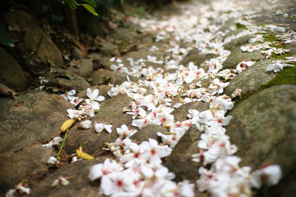 桐花紛飛宛如白雪（圖片來源：Getty Creative）