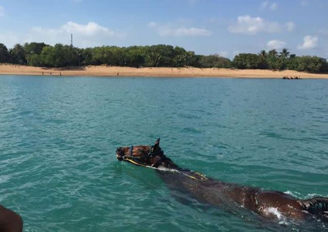 A horse swimming in the sea is a regular occurance for Darwin man Rick Trippe. Source: Rick Trippe