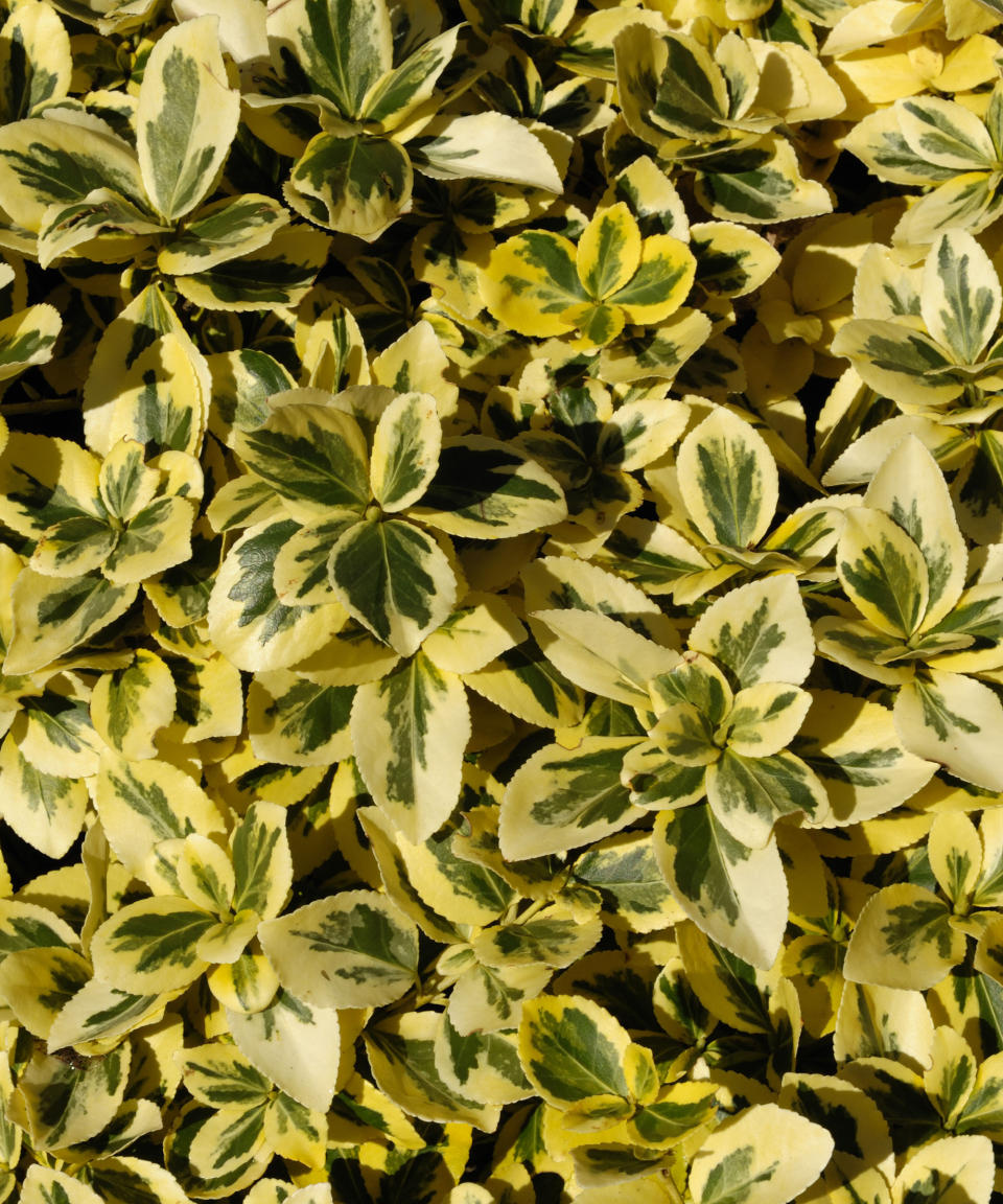 20. Euonymus