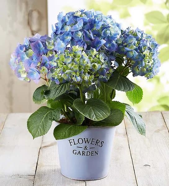 <p><a href="https://go.redirectingat.com?id=74968X1596630&url=https%3A%2F%2Fwww.1800flowers.com%2Fplants-garden-hydrangea-101983&sref=https%3A%2F%2Fwww.thepioneerwoman.com%2Fholidays-celebrations%2Fgifts%2Fg33985357%2Fbest-gifts-for-mom%2F" rel="nofollow noopener" target="_blank" data-ylk="slk:Shop Now;elm:context_link;itc:0;sec:content-canvas" class="link rapid-noclick-resp">Shop Now</a></p><p>Garden Hydrangea</p><p>1800flowers.com</p><p>$44.99</p><span class="copyright">1-800-Flowers</span>