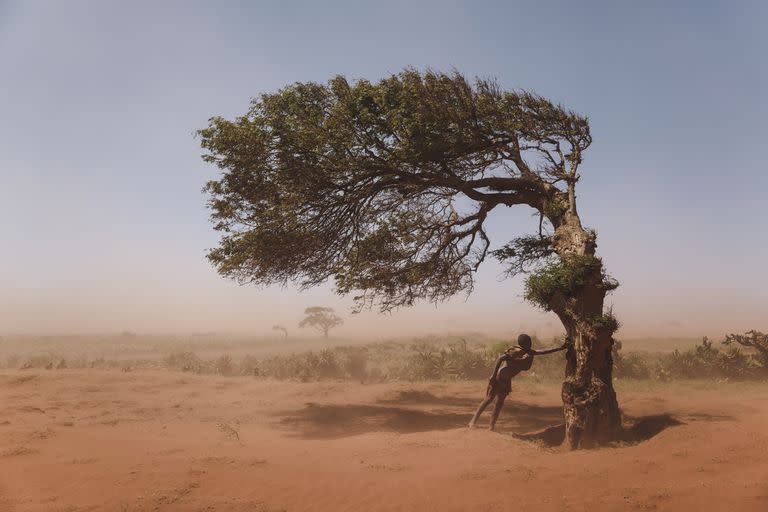 On 3 February 2022 in Ambovombe, Androy region, Madagascar, a boy takes shelter on a tree that grows in the direction the “Tioka” wind blows, to protect himself from the sandy wind. 

In Southern Madagascar, Tioka is a wind that blows all year round and can create formations of dust and sand waves, it can also travel hundreds of kilometres and cover the agricultural lands of several regions like Anosy, Androy and Atsimo Andrefana. 

The phenomenon called Tiomena by the locals (Clouds of dust, red wind), can turn a road into a dune in just three days, and it can be observed in its most spectacular formation in the Androy region. According to local farmers, this phenomenon has become more frequent since 2019.

With a growing population, forests are often destroyed to make way for new agricultural land. The gradual disappearance of the forest leads to the denuding of the ground and increases the Tiomena's radius of action. According to a farmer, agricultural land bordered by forests is often spared by the Tiomena, but the plains are devastated.