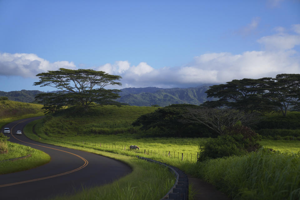 A horse grazes near Hanapepe, Hawaii on Friday, July 14, 2023. (AP Photo/Jessie Wardarski)