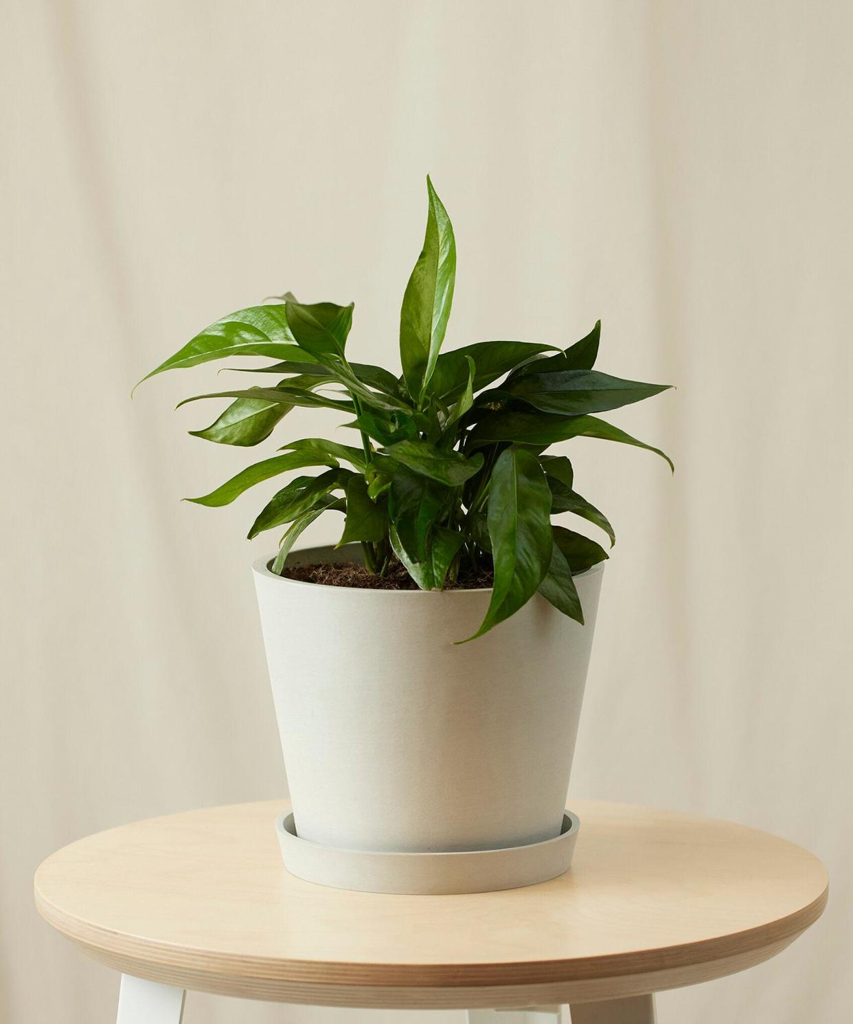 <p><a href="https://bloomscape.com/product/baltic-blue-pothos/" rel="nofollow noopener" target="_blank" data-ylk="slk:Shop Now;elm:context_link;itc:0;sec:content-canvas" class="link rapid-noclick-resp">Shop Now</a></p><p>Baltic Blue Pothos</p><p>bloomscape.com</p><p>$79.00</p><span class="copyright">Bloomscape</span>