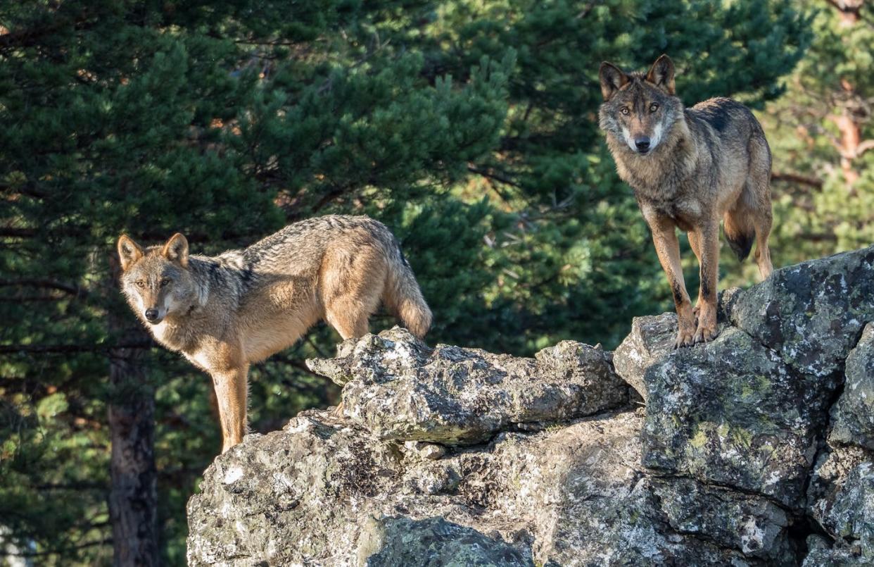 <a href="https://www.shutterstock.com/es/image-photo/couple-iberian-wolves-canis-lupus-signatus-557649439" rel="nofollow noopener" target="_blank" data-ylk="slk:Ramon Carretero / Shutterstock;elm:context_link;itc:0;sec:content-canvas" class="link ">Ramon Carretero / Shutterstock</a>