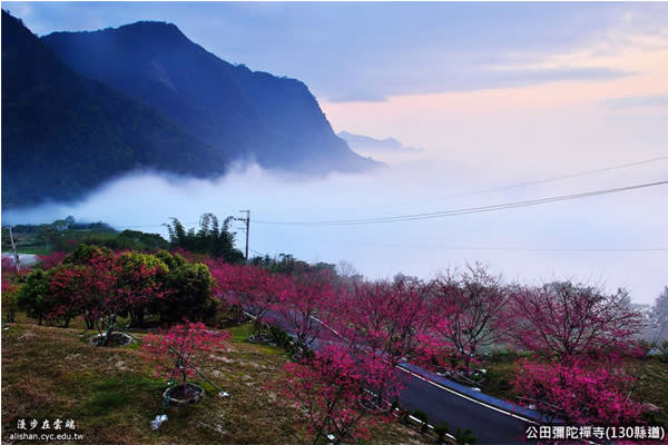 130縣道夢幻雲海與櫻花相伴。(圖片提供／漫步在雲端的阿里山黃源明)